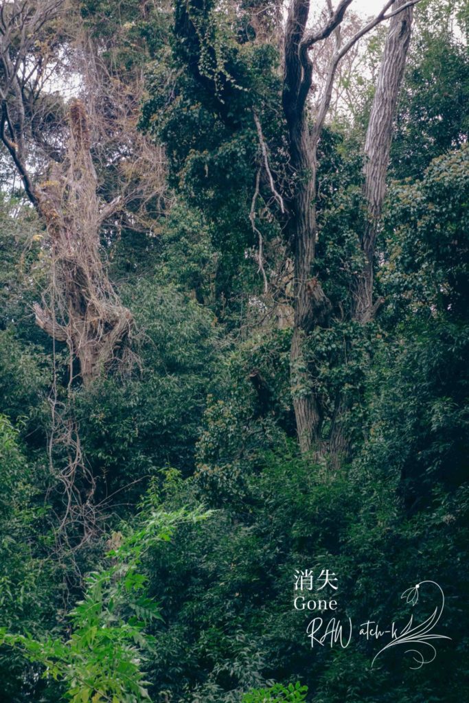 木々が密集した森の奥。
絡みつく蔦と暗い緑に覆われ、
視線の行き場が曖昧になる風景。