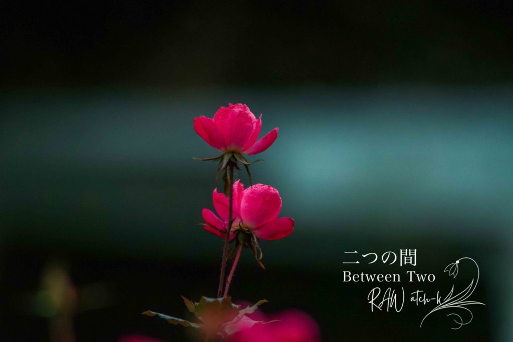 同じ茎から高さを違えて咲く二輪のピンクの花が、柔らかくぼけた緑色の背景の中で静かに立っている写真。